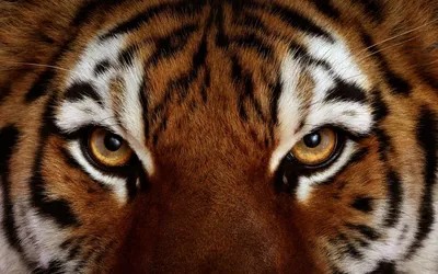 Зеленый глаз тигра - 70 фото
