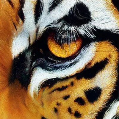 Глаз тигра стоковое фото. изображение насчитывающей волосы - 25932030