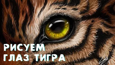 Глаза тигра. | Пикабу