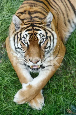 глаз тигра рядом фото стоковое изображение. изображение насчитывающей львев  - 225768921