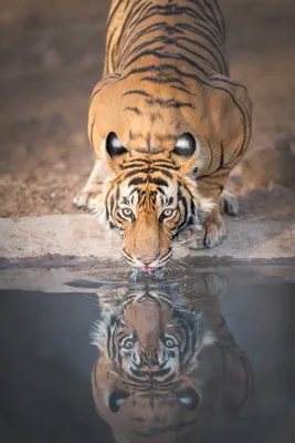 Наклейка Взгляд тигра на Стену – Купить | Виниловые стикеры из каталога  интернет магазина allstick.ru