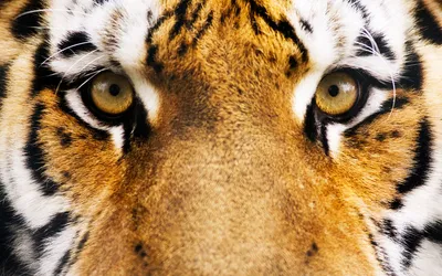 Тигровый цвет глаз - 75 фото