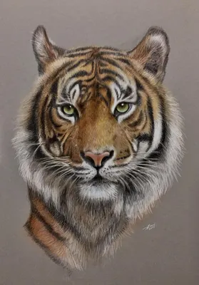 глаз тигра рядом фото стоковое изображение. изображение насчитывающей  взгляд - 225770357