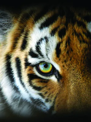 Tiger eye - глаз тигра подушка (цвет: белый) | Все футболки интернет  магазин футболок. Дизайнерские футболки, футболки The Mountain, Yakuza,  Liquid Blue