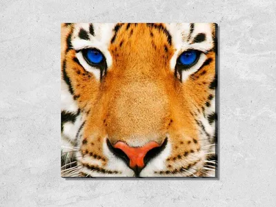 Онлайн пазл «Взгляд тигра»