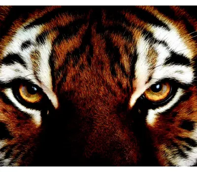 Бесплатные Глаз тигра стоковые фотографии | FreeImages