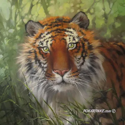 Как нарисовать глаз Тигра простым карандашом - YouTube | Глаза тигра,  Художественные проекты, Тигр