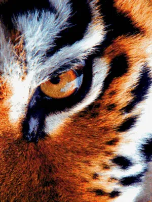 Глаз Тигра — стоковые фотографии и другие картинки Агрессия - Агрессия,  Бенгальский тигр, Большой - iStock
