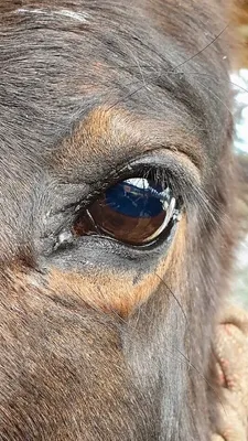 Как видят лошади? Чем глаз отличается от человеческого? | Авгиева конюшня |  Дзен