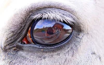 Голубые глаза лошади стоковое фото ©mari_art 333986990