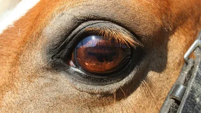 Лошадь Животное Глаза Лошади - Бесплатное фото на Pixabay - Pixabay