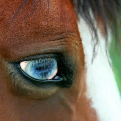 Глаз лошади: анатомия, особенности зрения, проверка зрения