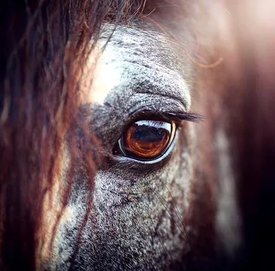 Рисунок глаз лошади - 74 фото