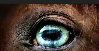 Лошадь Глаз Лошади Лошадиная - Бесплатное фото на Pixabay - Pixabay