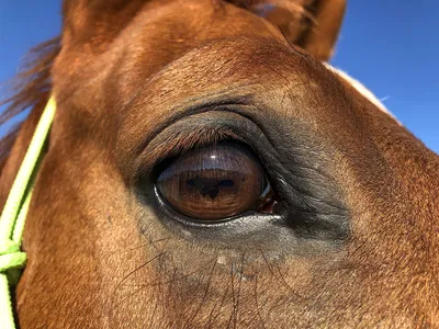 Лошадь Глаз Смотреть - Бесплатное фото на Pixabay - Pixabay