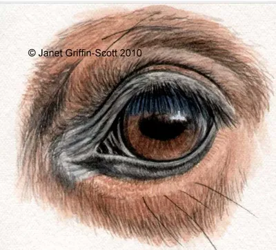 лошадь глаза стоковое фото. изображение насчитывающей табун - 6567560