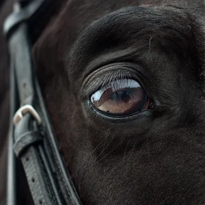 Глаз лошади - красивые фото