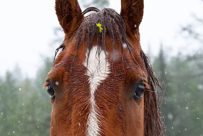 Зрение лошади | Пикабу