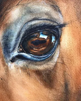 Глаз лошади стоковое фото. изображение насчитывающей деталь - 121464816