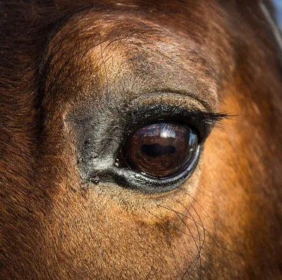 Лошадь Глаз Голова - Бесплатное фото на Pixabay | Редкие животные, Любовь  лошадей, Лошади