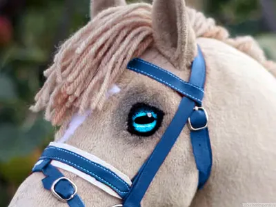 Глаза лошади - живые и эмоциональные. Факты и авторские фотографии |  Фотопутешествия | Дзен