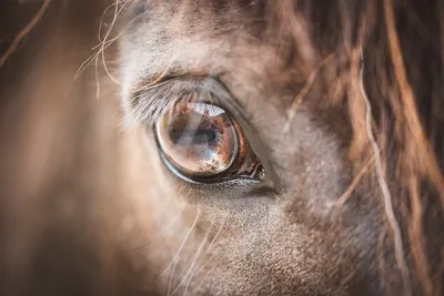 Глаз коня - 70 фото
