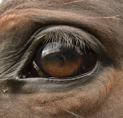 Конские глаза. У лошади тоже голубые глаза. Как это возможно и от чего это  зависит? Глаз с недостатком или.. | ВКонтакте