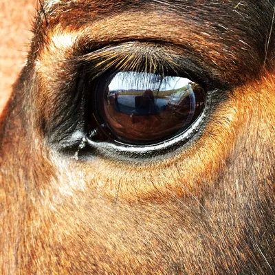 Какого цвета глаза у лошади? | Мы их любим | Дзен