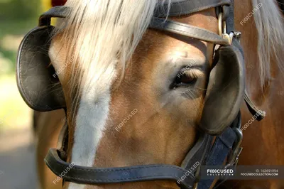 Деталь стеклянного глаза лошади Стоковое Изображение - изображение  насчитывающей глаз, как: 53162797
