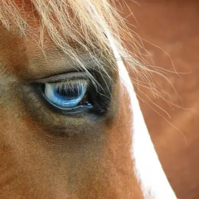 Глаза лошадей | Пикабу