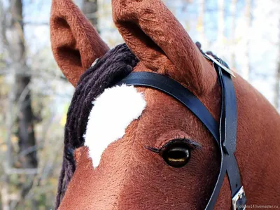 Глаз Лошадь Пони Лошади - Бесплатное фото на Pixabay - Pixabay