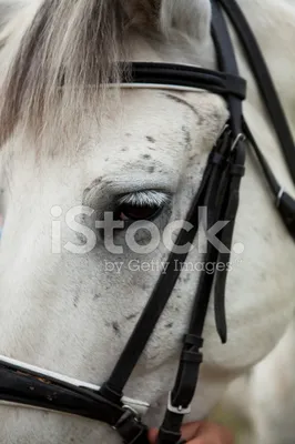 Фото Лошадь с зелеными глазами, by Aomori on DeviantArt