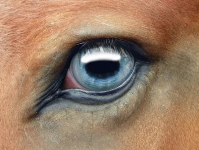 Взгляд лошади :: Ксения Валерьевна – Социальная сеть ФотоКто
