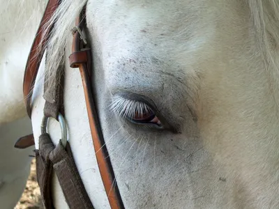 🐎А Вы знали, что ... глаз лошади больше, чем глаза многих более крупных  животных — слона, кита. Угол обзора коня составляет практически… | Instagram