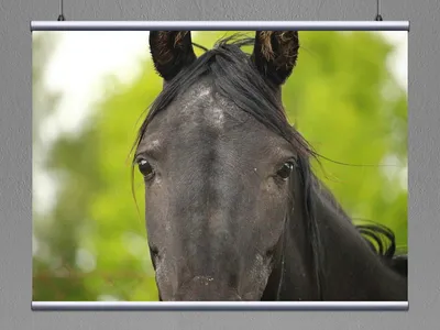 Глаза рядом - человек и лошадь | Лошади, Фотографии лошадей, Фото с лошадьми