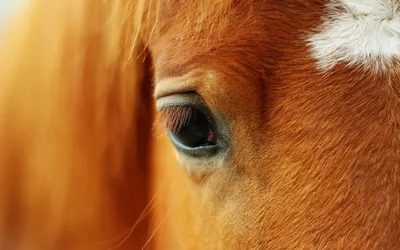 Шоры на глазах у лошади - 63 фото