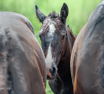 изображение глаза лошади, изображение лошадиного глаза, лошадь, животное  фон картинки и Фото для бесплатной загрузки