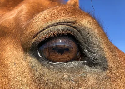 Прованс Клуб Верховой Езды - Глаза лошади всегда поражают своей глубиной,  ведь лошади обладают самыми крупными глазами среди наземных млекопитающих👀  Их зрительные способности напрямую связаны с их поведением и тем фактом, что