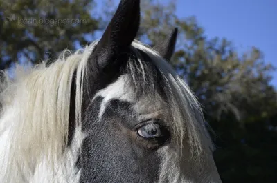 Почему у лошади глаза грустные? (Рассказ)
