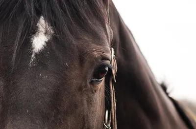 Глаз Лошади С Красивые Белые Ресницы Стоковые Фотографии | FreeImages