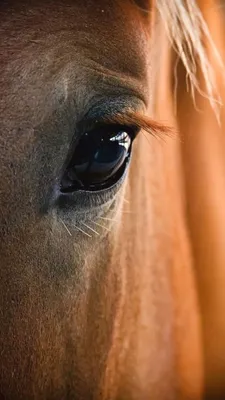 Нарушая глаз лошади стоковое фото. изображение насчитывающей определено -  26921168