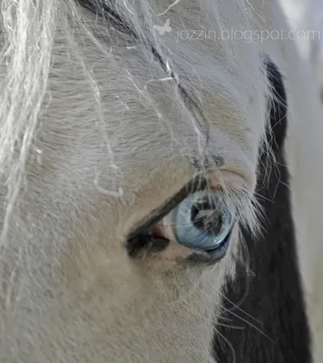 Фотографии лошадь Глаза Взгляд Животные