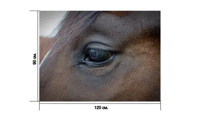 Сорочий глаз у лошади - 73 фото