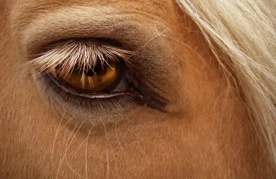 Бесплатные лошади в глаз стоковые фотографии | FreeImages