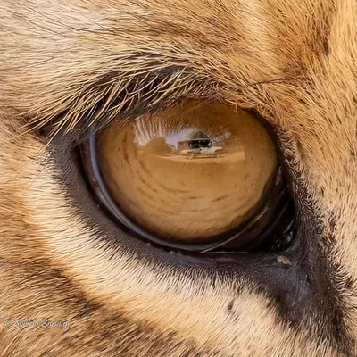 Глаза льва фото 
