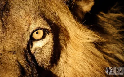 Глаз льва стоковое изображение. изображение насчитывающей красивейшее -  31372143