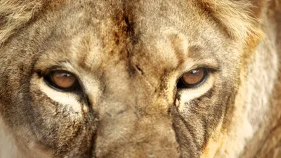 Цвет глаз льва - 74 фото