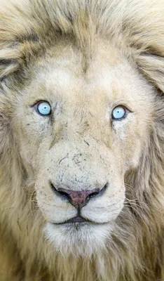 Женские глаза льва закрывают вверх Стоковое Фото - изображение  насчитывающей сторона, млекопитающее: 150680038