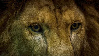 Глаза Льва - красивые фото