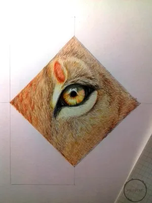 Глаз дикого льва :: Стоковая фотография :: Pixel-Shot Studio